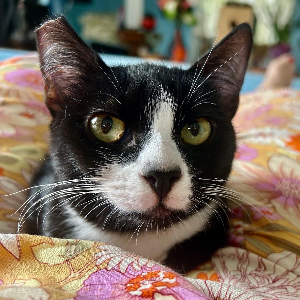 Cleo, a Adoptable Domestic Short Hair in Pahoa, HI image 4/5