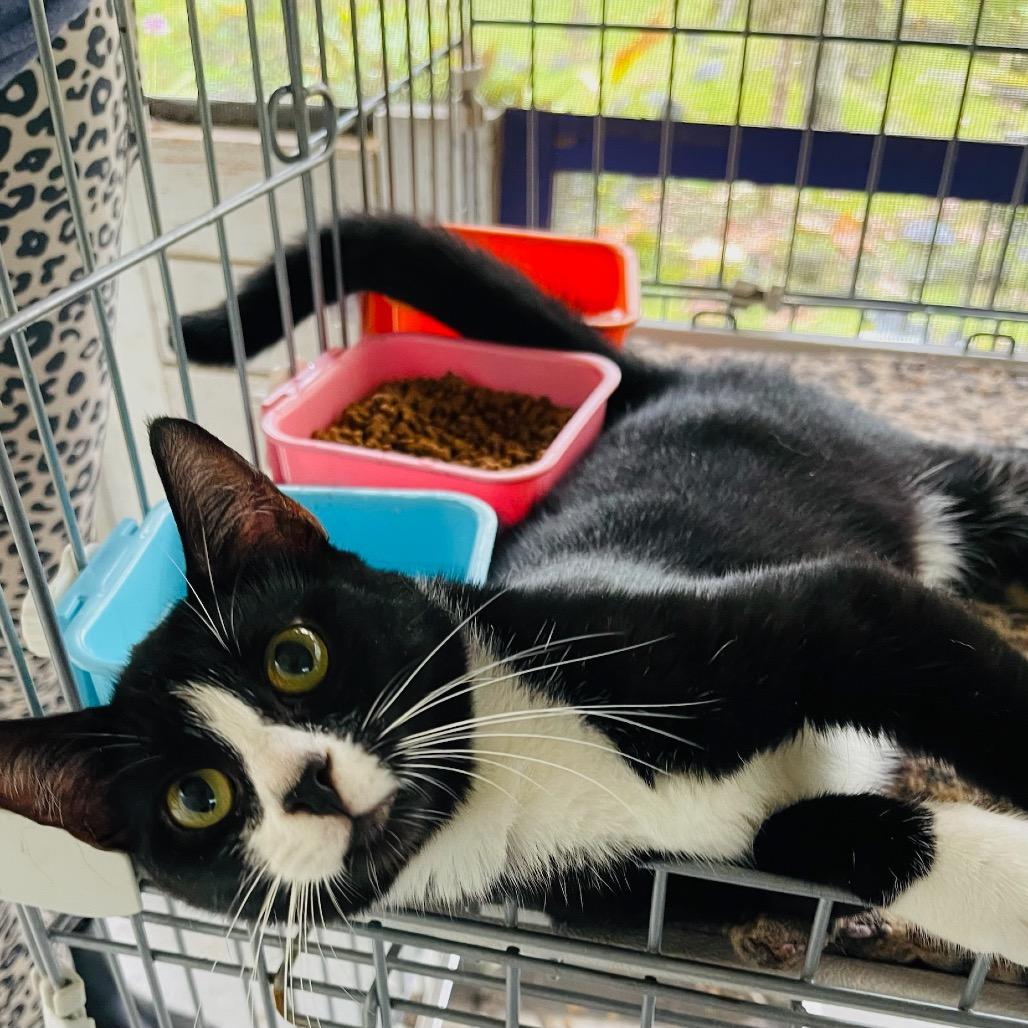Enlarge Cleo, a Adoptable Domestic Short Hair in Pahoa, HI image 5/6
