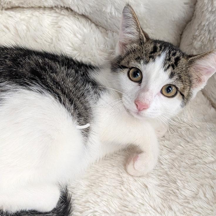 Enlarge Sorrel, a Adoptable Domestic Short Hair in Hannibal, MO image 1/2