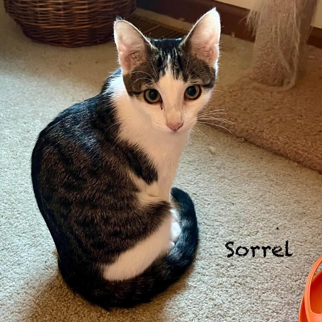 Enlarge Sorrel, a Adoptable Domestic Short Hair in Hannibal, MO image 2/2