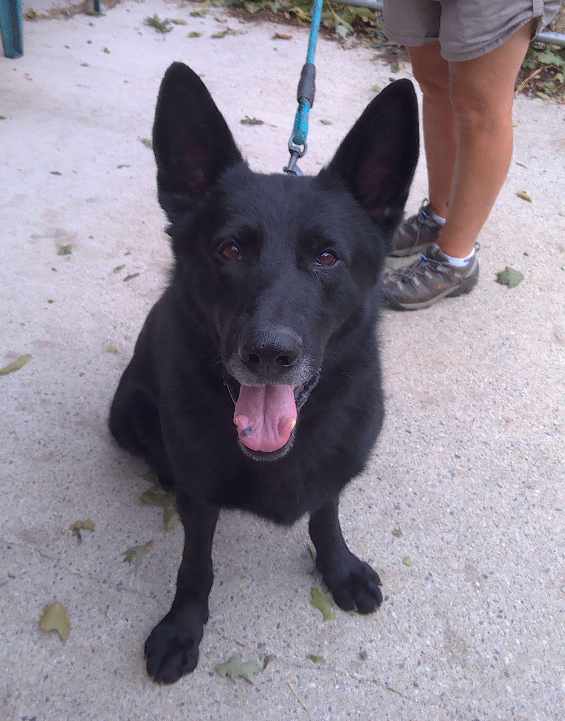 Ronan, Adoptable, Senior Male German Shepherd Dog.