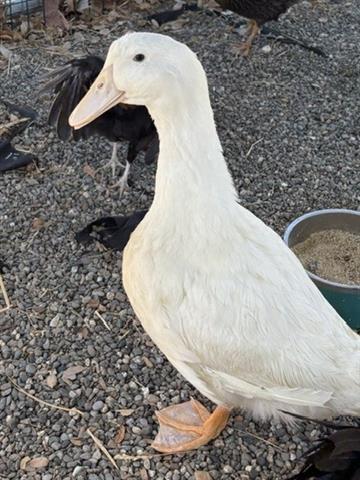 DARLIN, Adoptable, Young Female Duck.