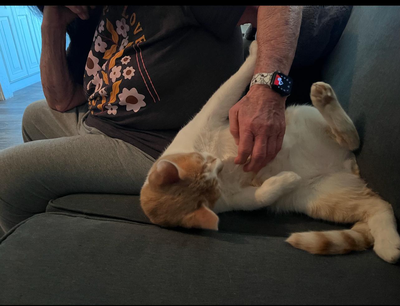 Enlarge RUSTY, a Adoptable Domestic Short Hair in Palmdale, CA image 3/6