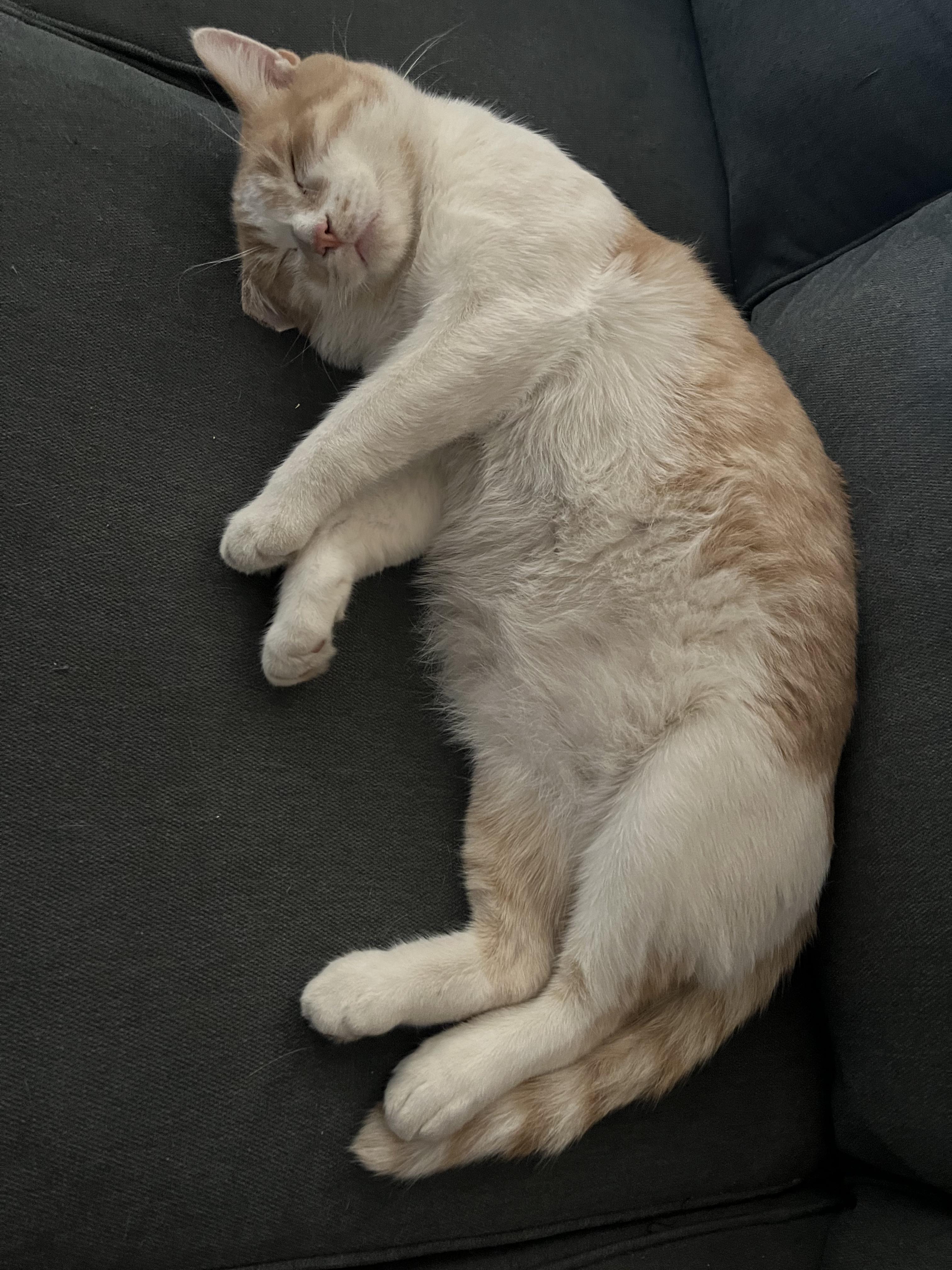 Enlarge RUSTY, a Adoptable Domestic Short Hair in Palmdale, CA image 5/6