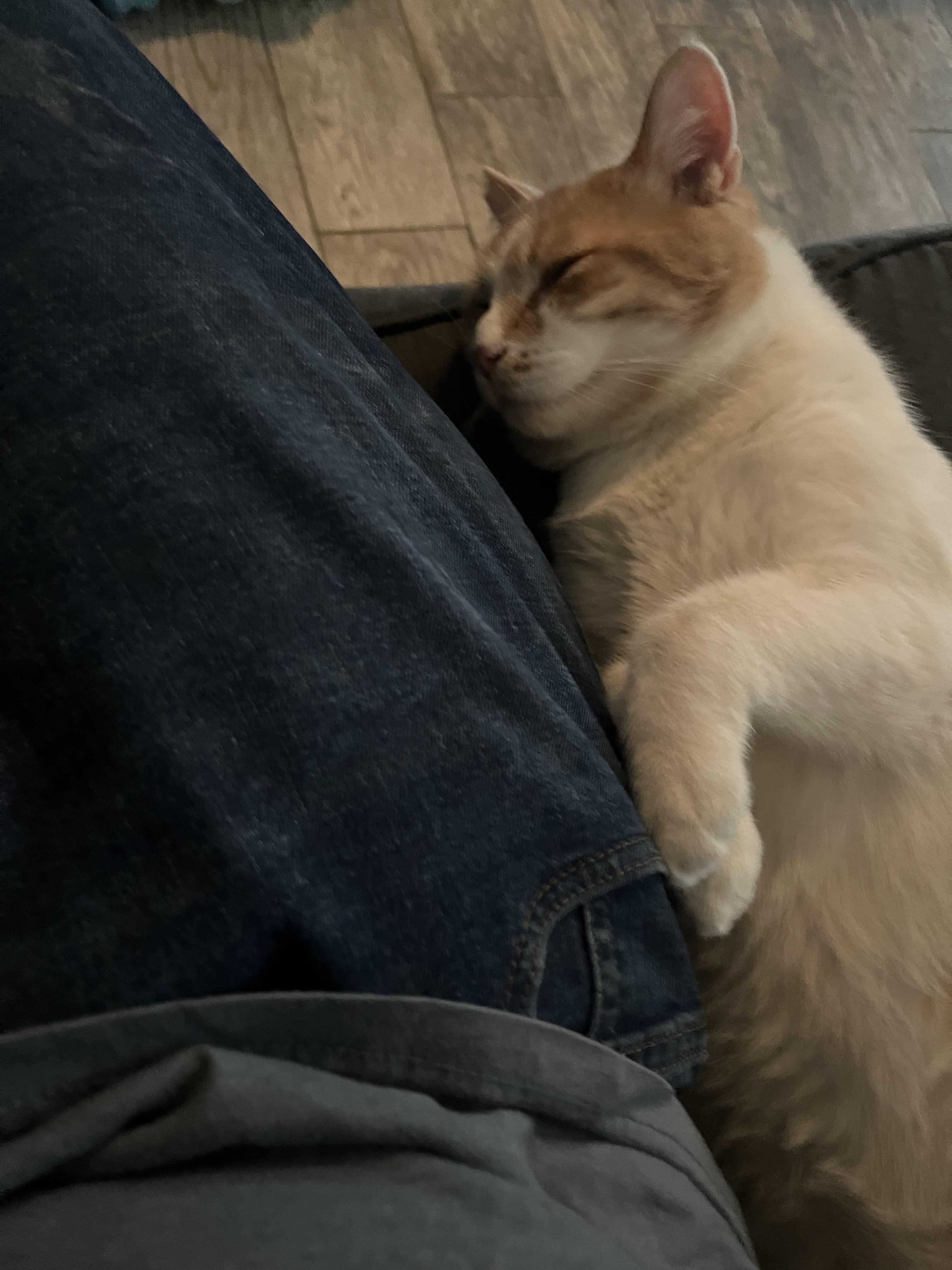 Enlarge RUSTY, a Adoptable Domestic Short Hair in Palmdale, CA image 1/6