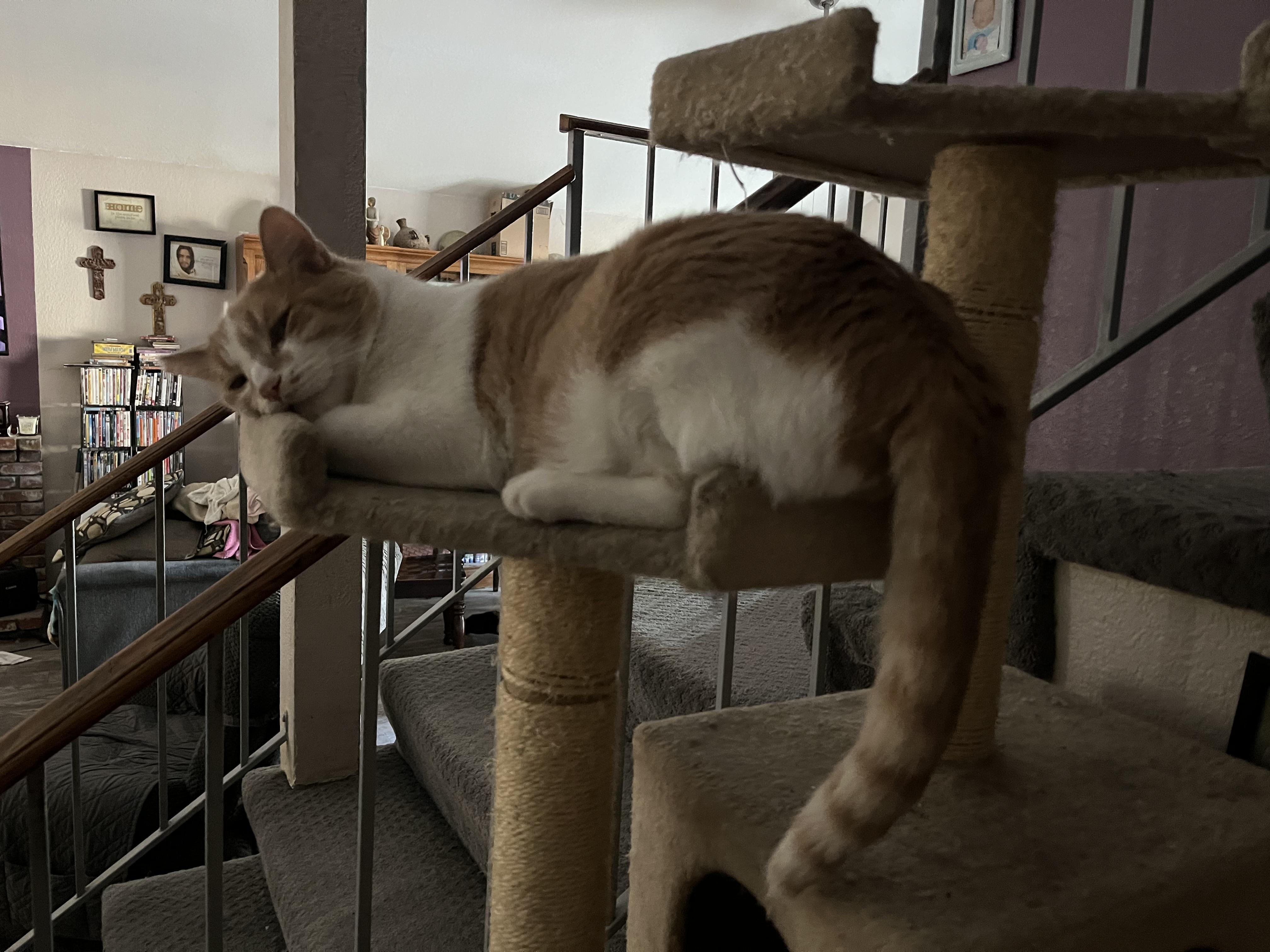 Enlarge RUSTY, a Adoptable Domestic Short Hair in Palmdale, CA image 6/6