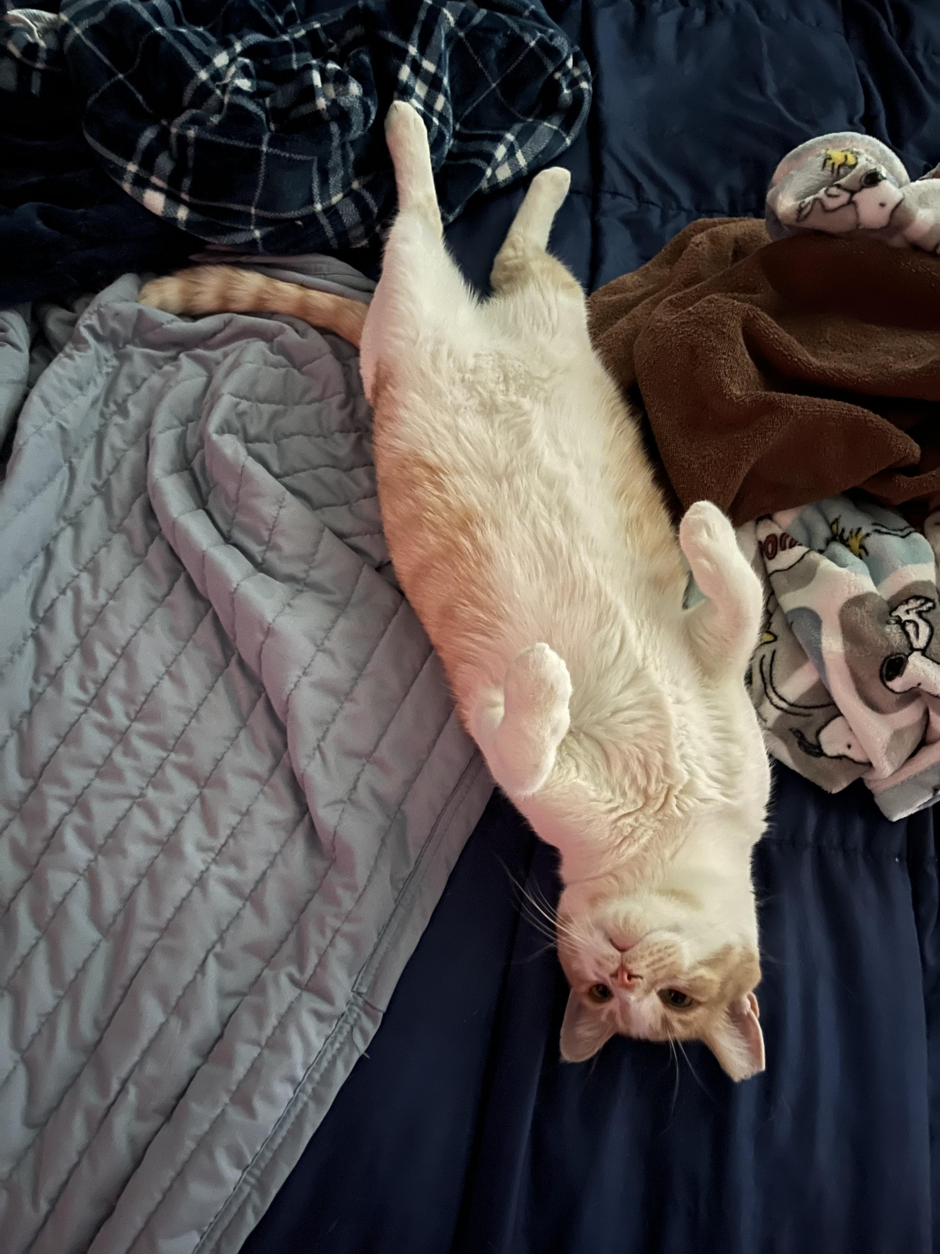 Enlarge RUSTY, a Adoptable Domestic Short Hair in Palmdale, CA image 2/6