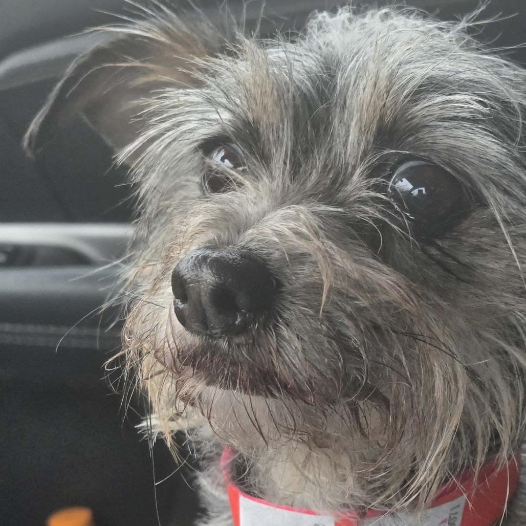 Chloe, Adoptable, Senior Female Terrier & Mixed Breed.