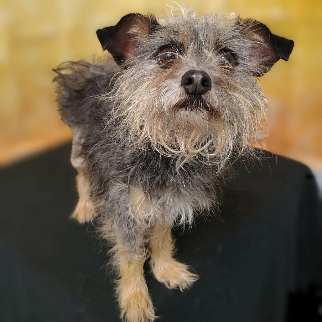 Enlarge Chloe, a Adoptable mixed breed in Griswold, CT image 2/4