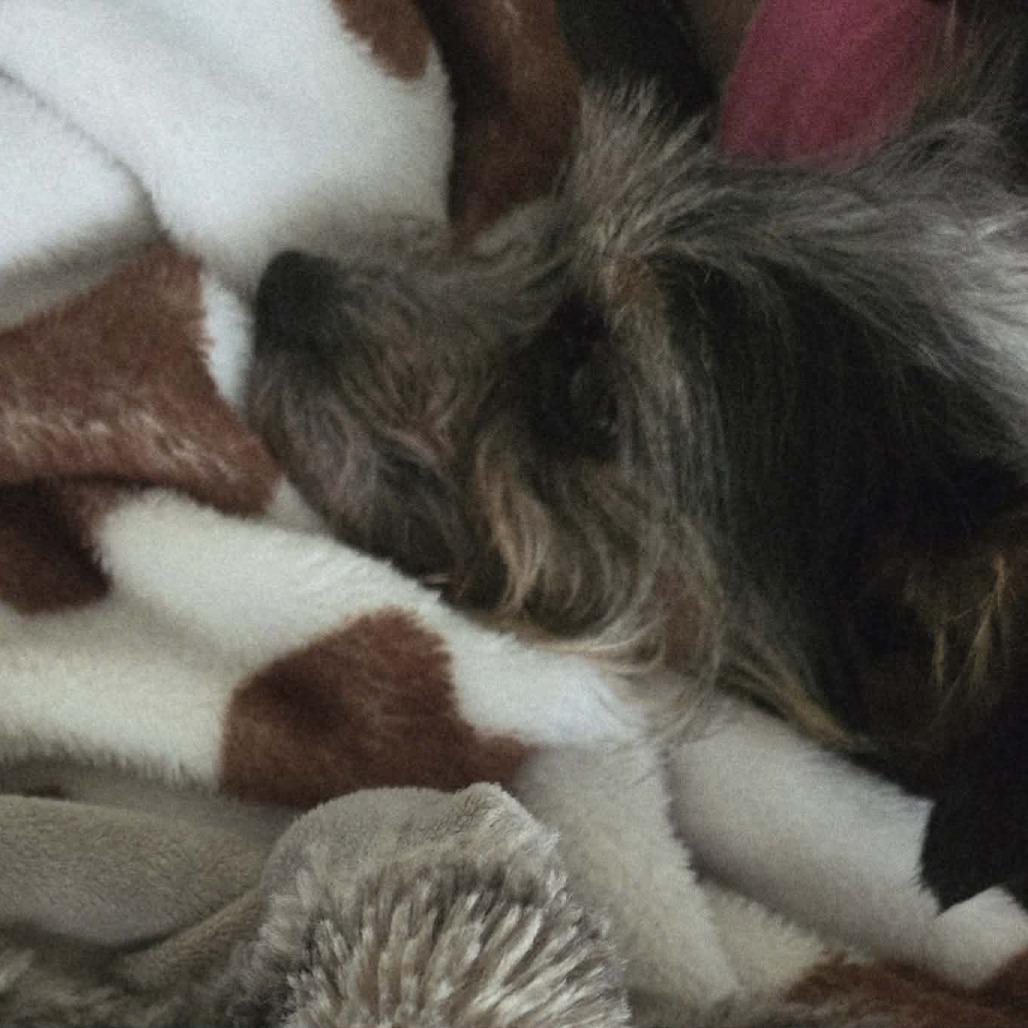 Enlarge Chloe, a Adoptable mixed breed in Griswold, CT image 4/4