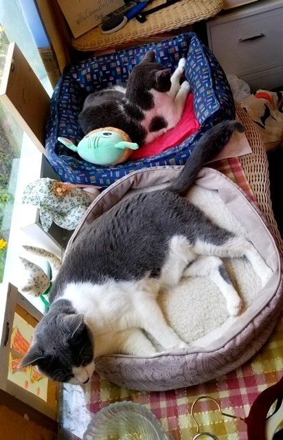 Rain, Adopted, Senior Female Domestic Short Hair.