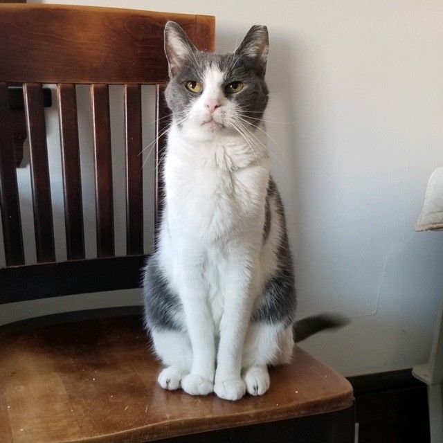 Rain, a Adopted Domestic Short Hair in Sea Isle City, NJ image 3/3