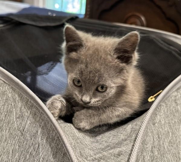 Fiona