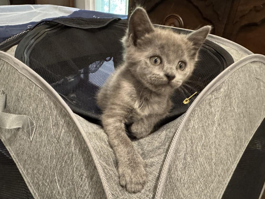 Fiona