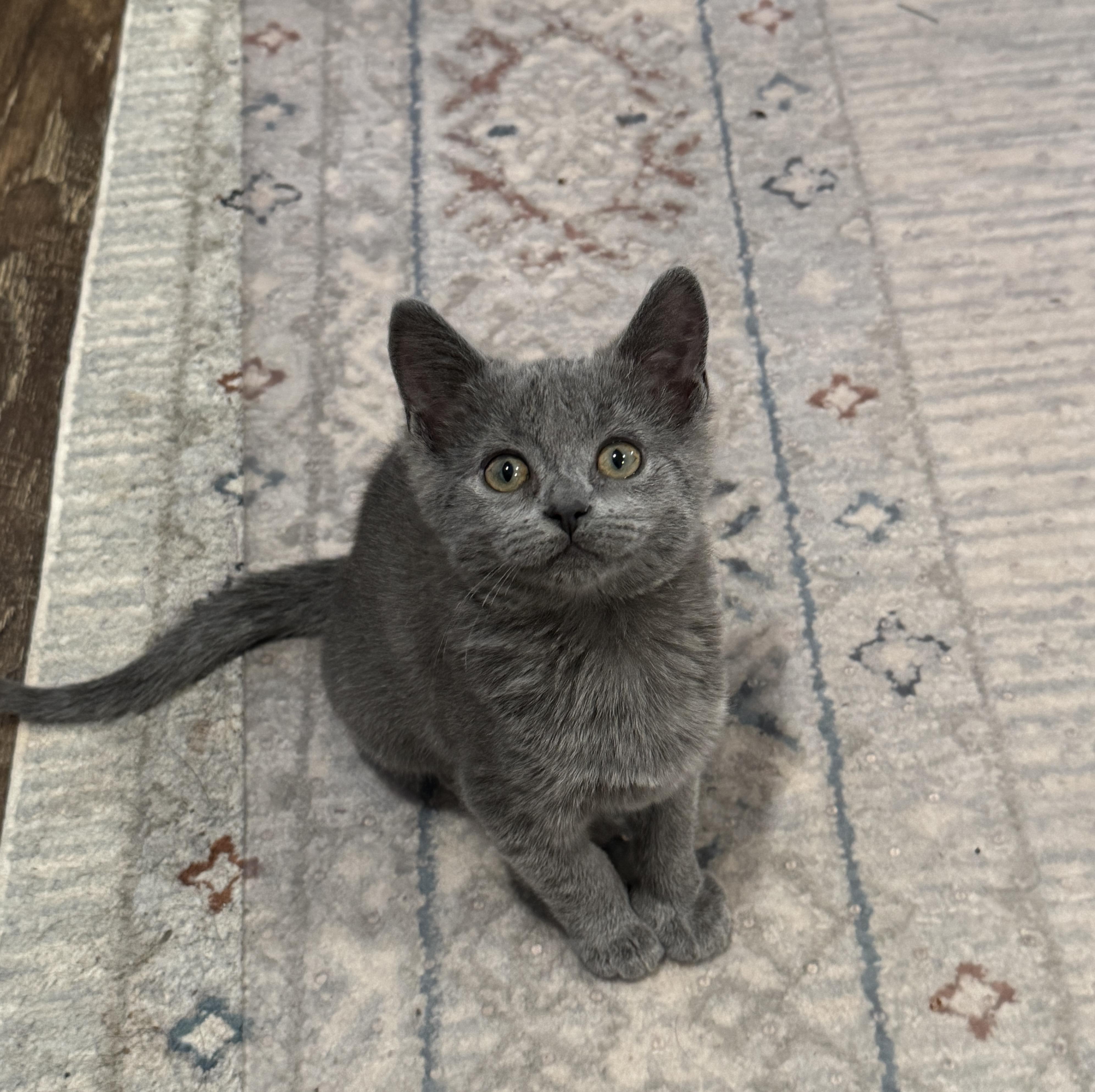 Fiona