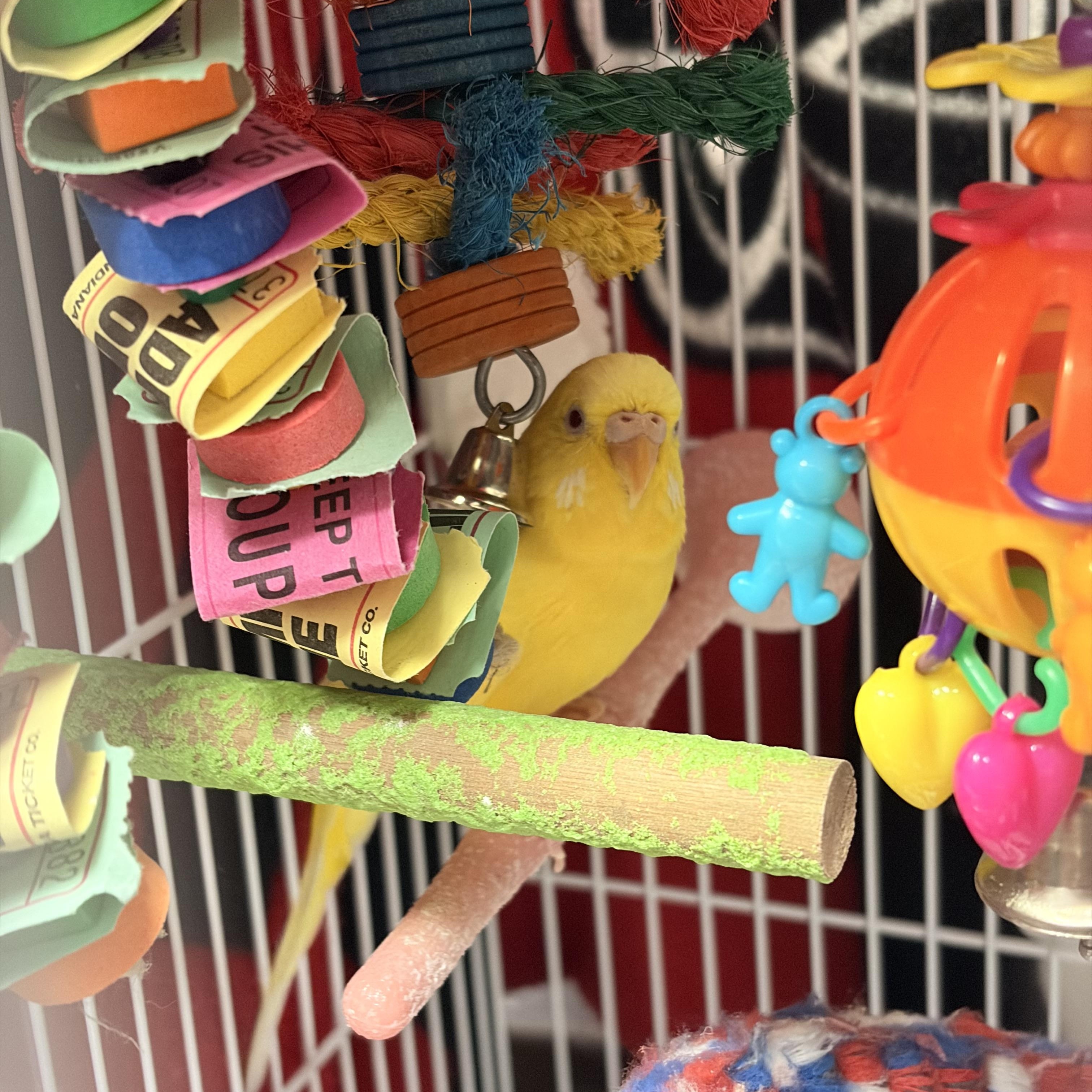 Wattie, ADOPTABLE, Young Female Parakeet (Other).