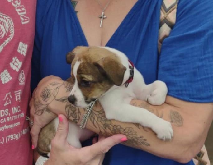 Enlarge Baxter, a Adopted mixed breed in Panama City, FL image 1/4