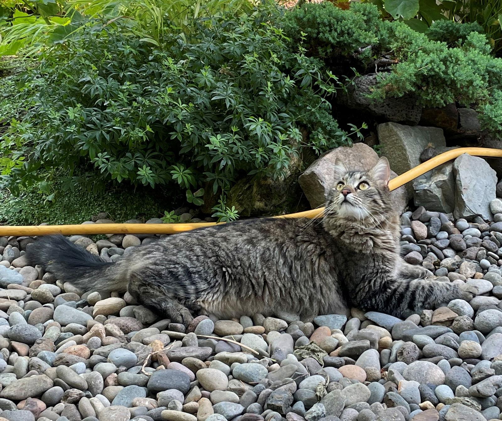 WILBUR #1754n - Offered by Owner - Indoor/ourdoor, Adoptable, Adult Male Tabby & Domestic Medium Hair.