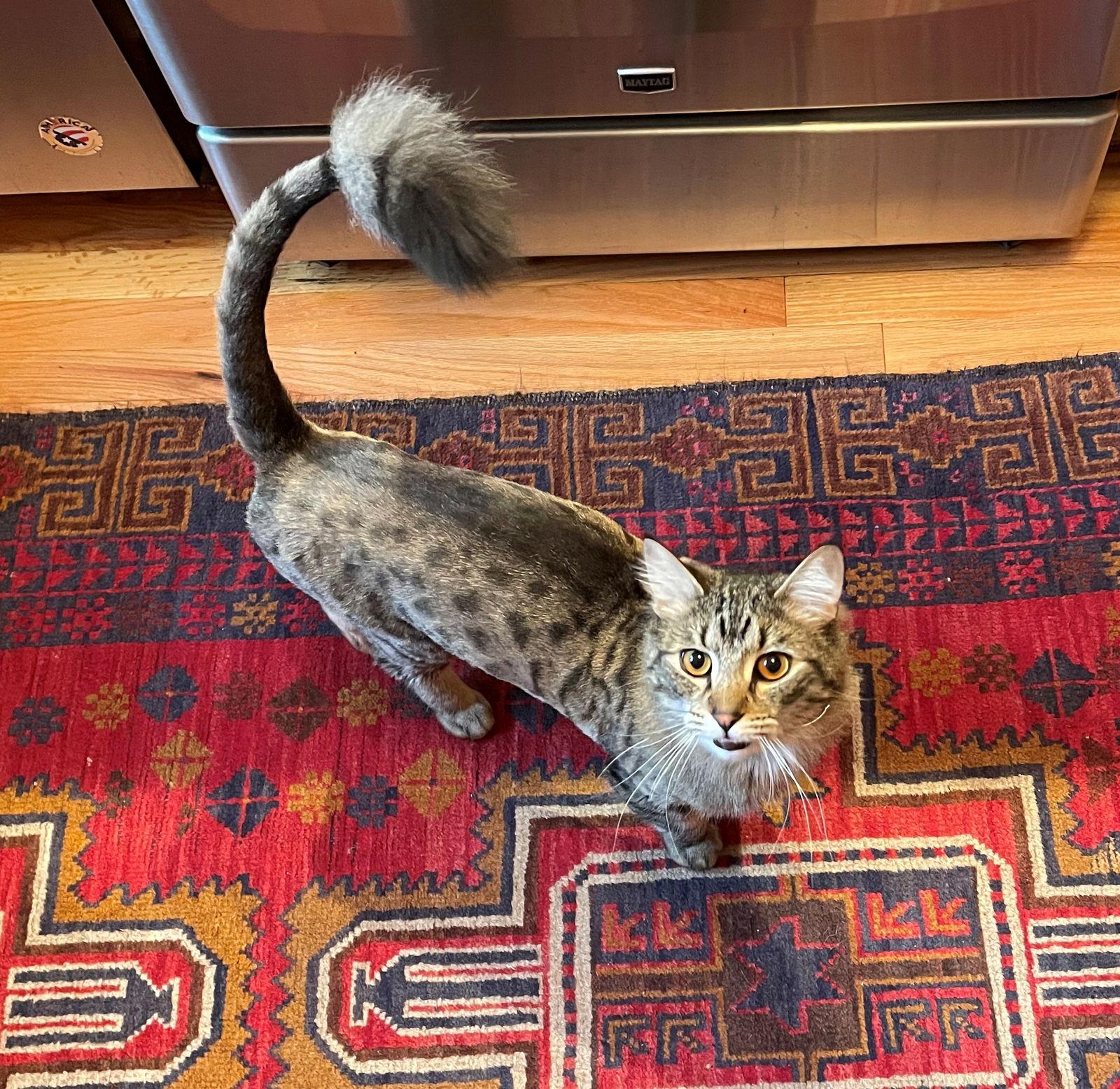 WILBUR #1754n - Offered by Owner - Indoor/ourdoor, a Adoptable mixed breed in Hillsboro, OR image 2/3