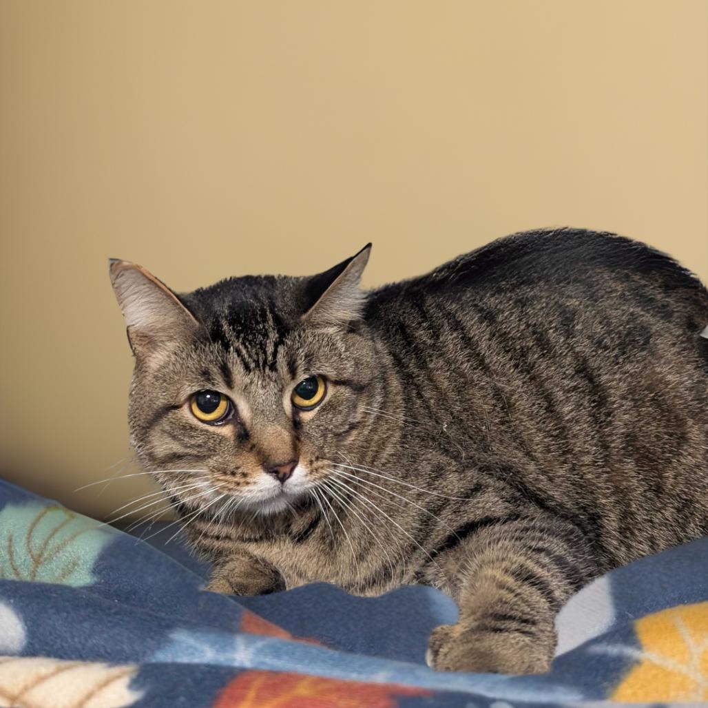 Lil bit, Adoptable, Adult Male Domestic Short Hair.