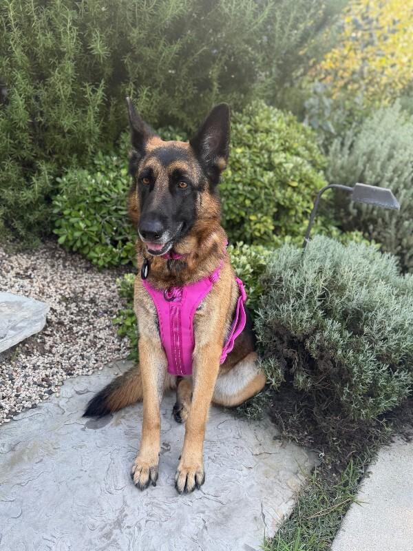 Enlarge Kona, a Adoptable German Shepherd Dog in Manhattan Beach, CA image 1/3