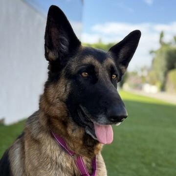 Enlarge Kona, a Adoptable German Shepherd Dog in Manhattan Beach, CA image 2/3