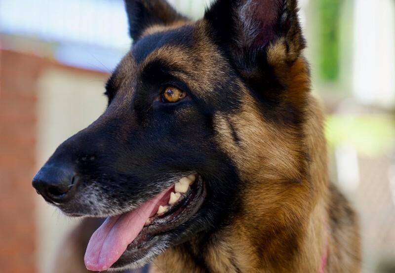Enlarge Kona, a Adoptable German Shepherd Dog in Manhattan Beach, CA image 3/3