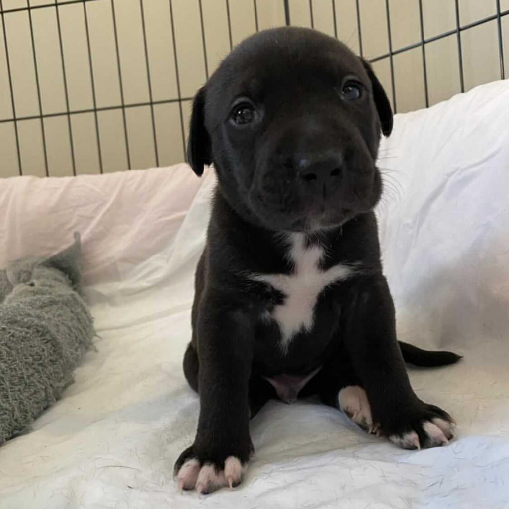 Gus, Adoptable, Adult Male Pit Bull Terrier.