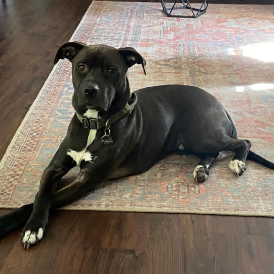 Gus, a Adoptable Pit Bull Terrier in Wadena, MN image 2/4