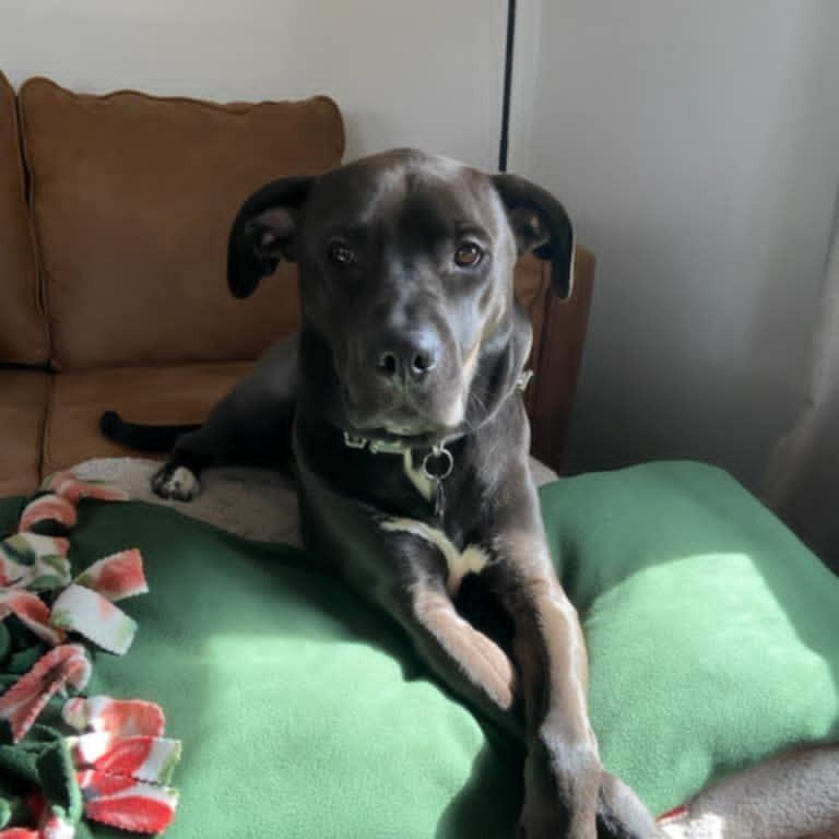 Gus, a Adoptable Pit Bull Terrier in Wadena, MN image 3/4