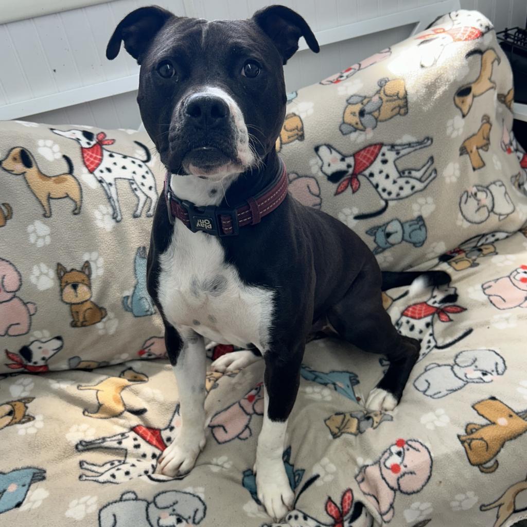 Chuck, a Adoptable mixed breed in Falmouth, KY image 1/2