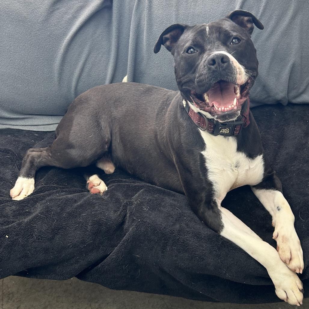 Chuck, a Adoptable mixed breed in Falmouth, KY image 2/2