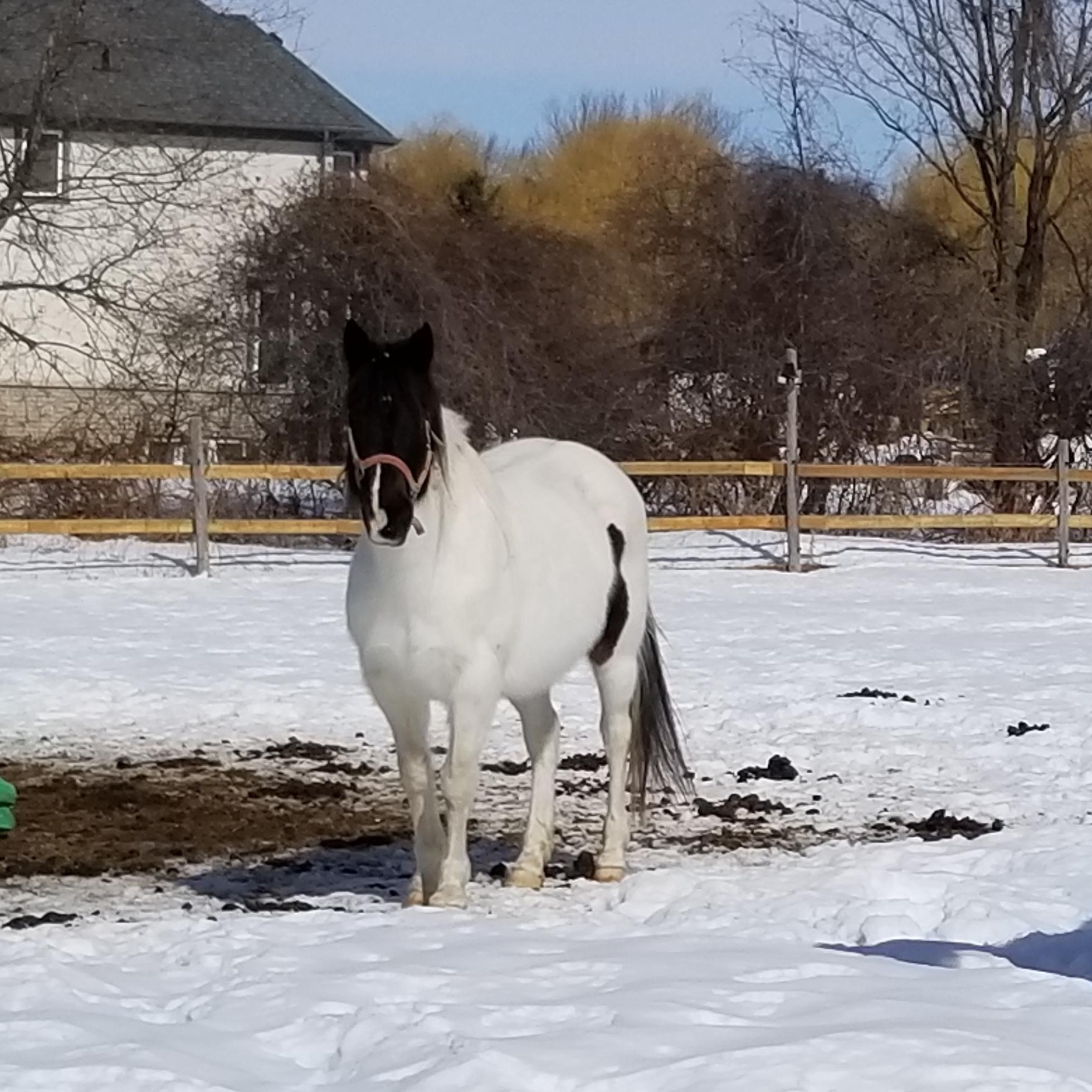 Enlarge Ice, a ADOPTABLE Paint / Pinto in Tottenham, ON image 1/3