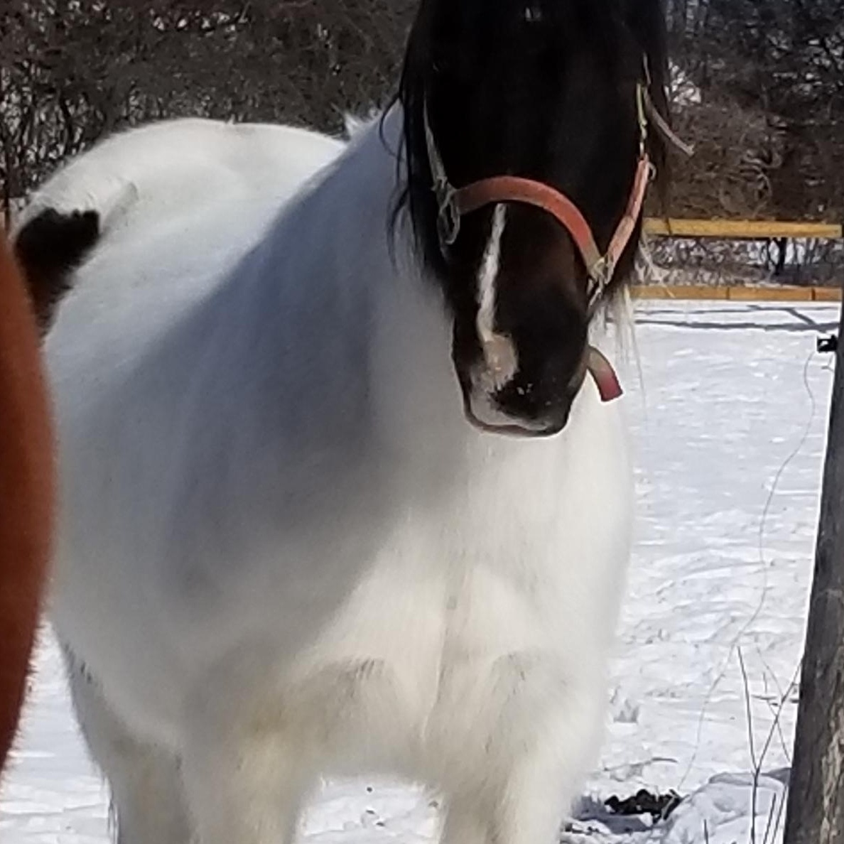 Enlarge Ice, a ADOPTABLE Paint / Pinto in Tottenham, ON image 2/3