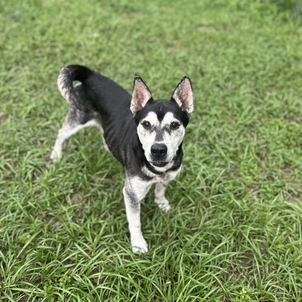 Enlarge Denali, a Adoptable Mixed Breed in Lake Panasoffkee, FL image 1/6