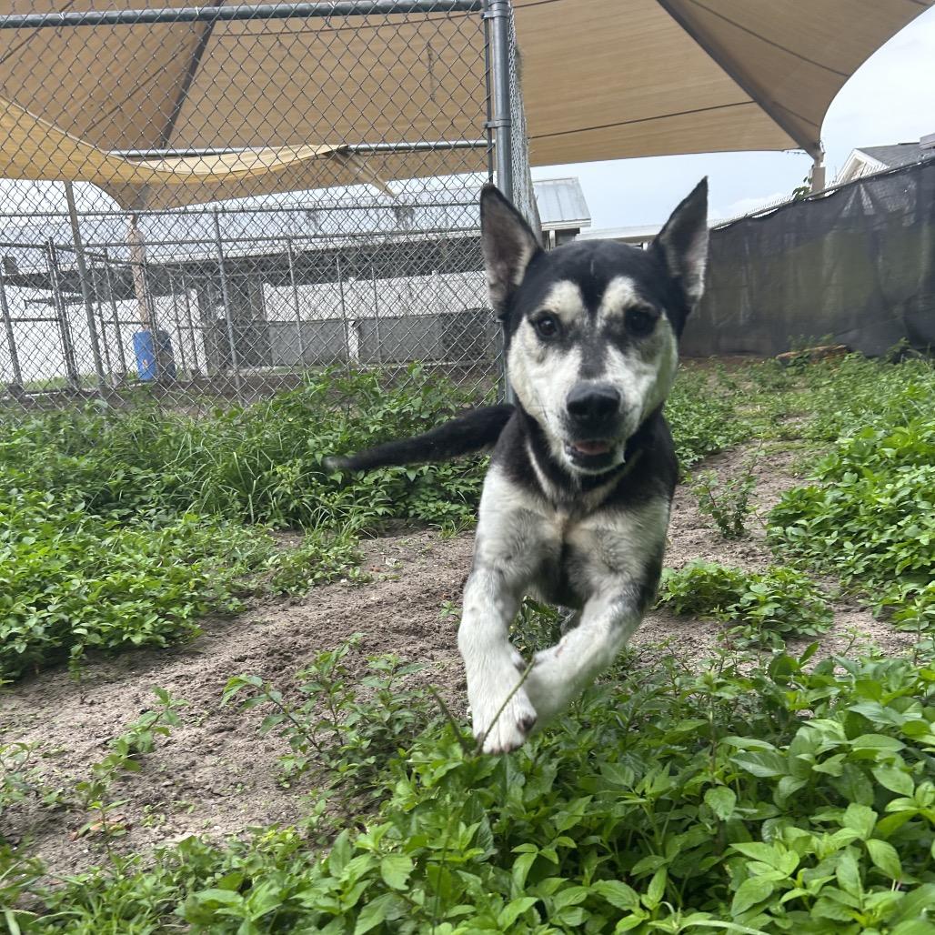 Enlarge Denali, a Adoptable Mixed Breed in Lake Panasoffkee, FL image 2/6