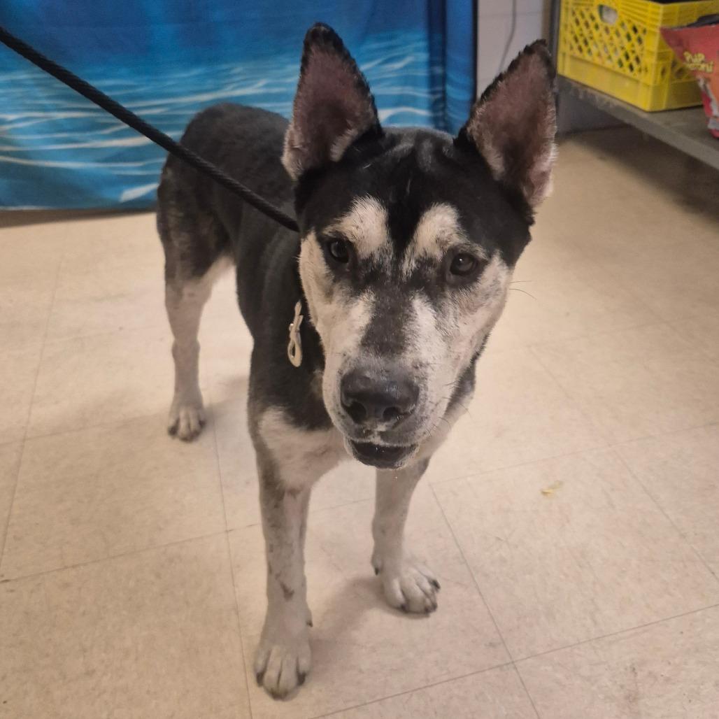 Enlarge Denali, a Adoptable Mixed Breed in Lake Panasoffkee, FL image 3/6