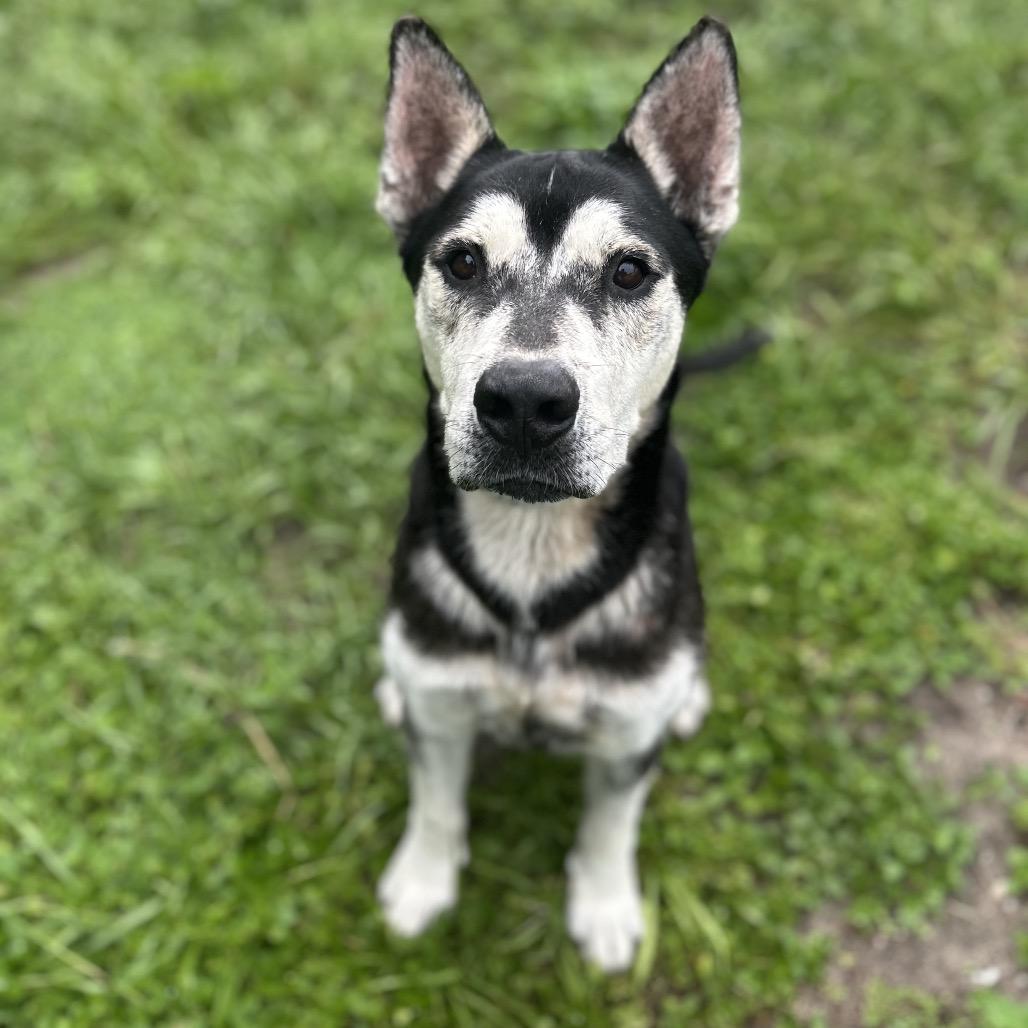 Enlarge Denali, a Adoptable Mixed Breed in Lake Panasoffkee, FL image 4/6