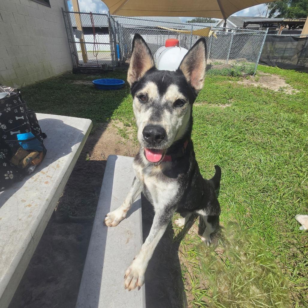 Enlarge Denali, a Adoptable Mixed Breed in Lake Panasoffkee, FL image 5/6