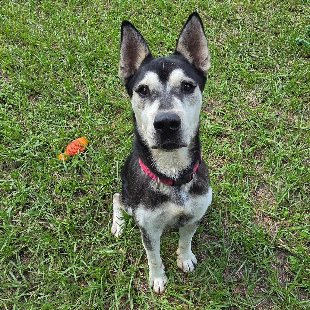 Enlarge Denali, a Adoptable Mixed Breed in Lake Panasoffkee, FL image 6/6