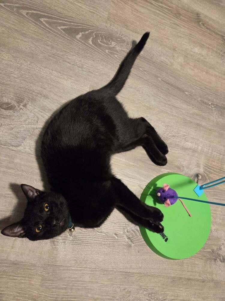 Enlarge Welmer, a Adoptable mixed breed in Sedalia, CO image 6/6