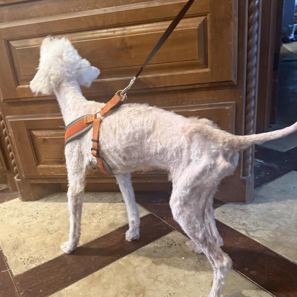 Enlarge Winston C-33491, a Adoptable Poodle in Merritt Island, FL image 3/4