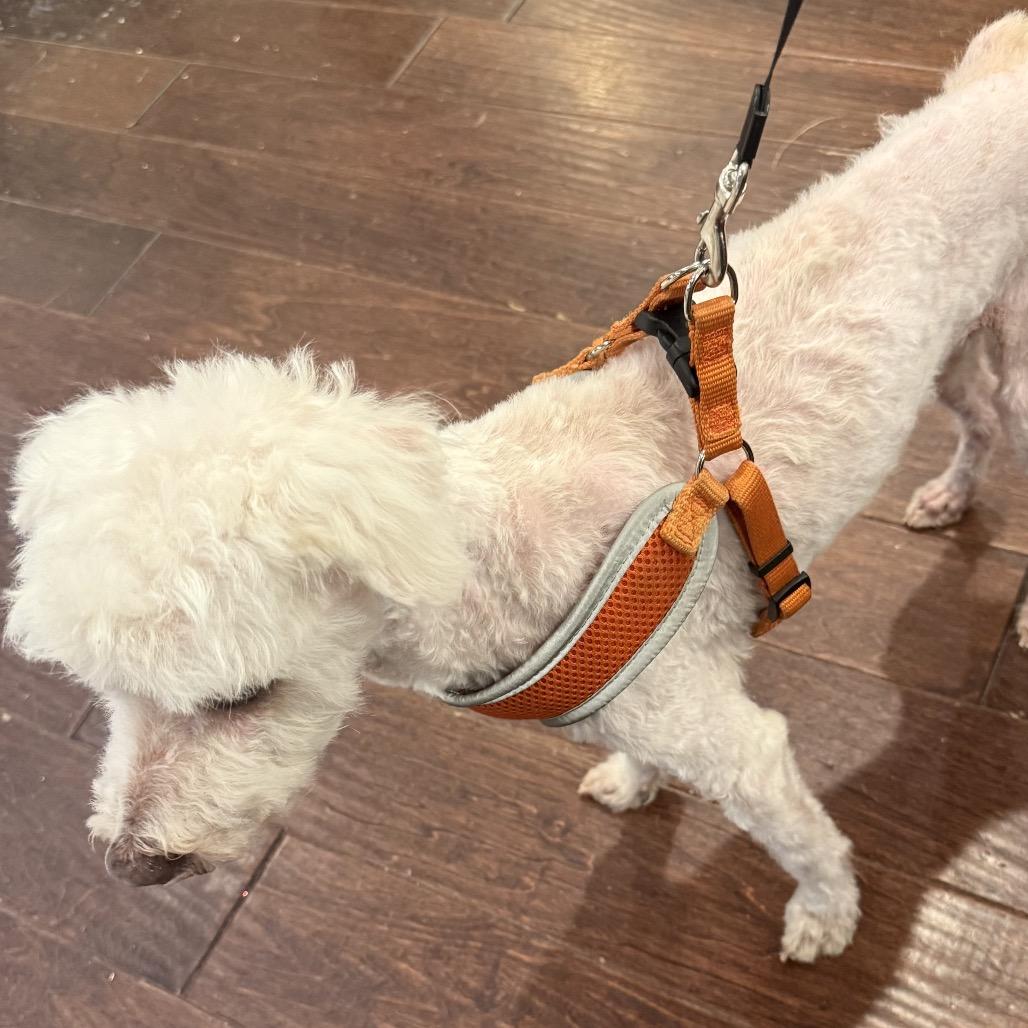 Enlarge Winston C-33491, a Adoptable Poodle in Merritt Island, FL image 4/4