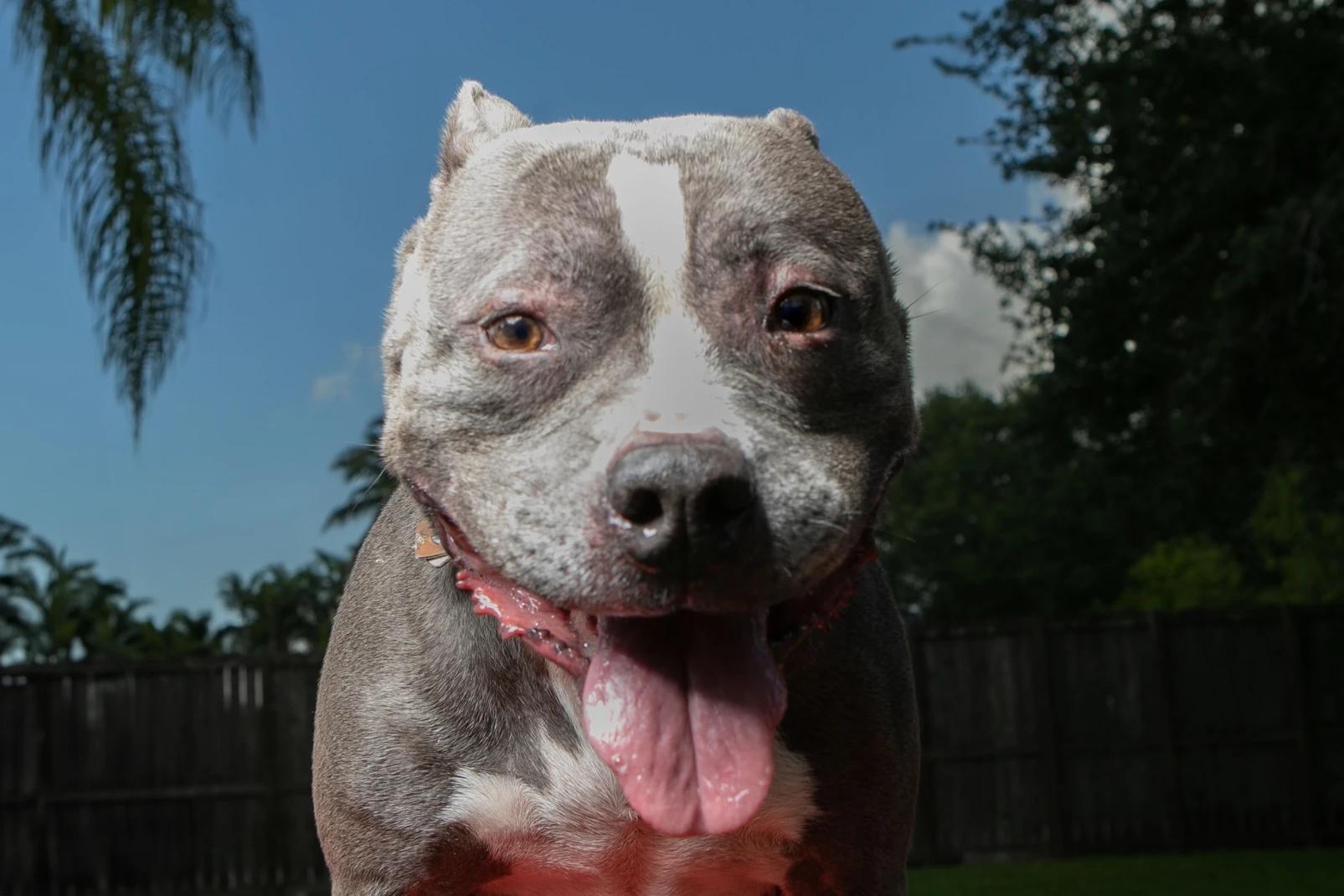 Lola, Adopted, Adult Female Pit Bull Terrier.