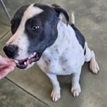 Harley , a ADOPTABLE Pit Bull Terrier in Edgewood, NM image 1/3
