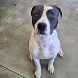 Harley , a ADOPTABLE Pit Bull Terrier in Edgewood, NM image 2/3