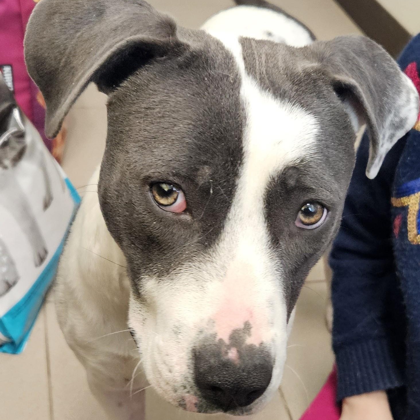 Harley , ADOPTABLE, Young Female Pit Bull Terrier.