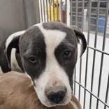 Harley , a ADOPTABLE Pit Bull Terrier in Edgewood, NM image 3/3