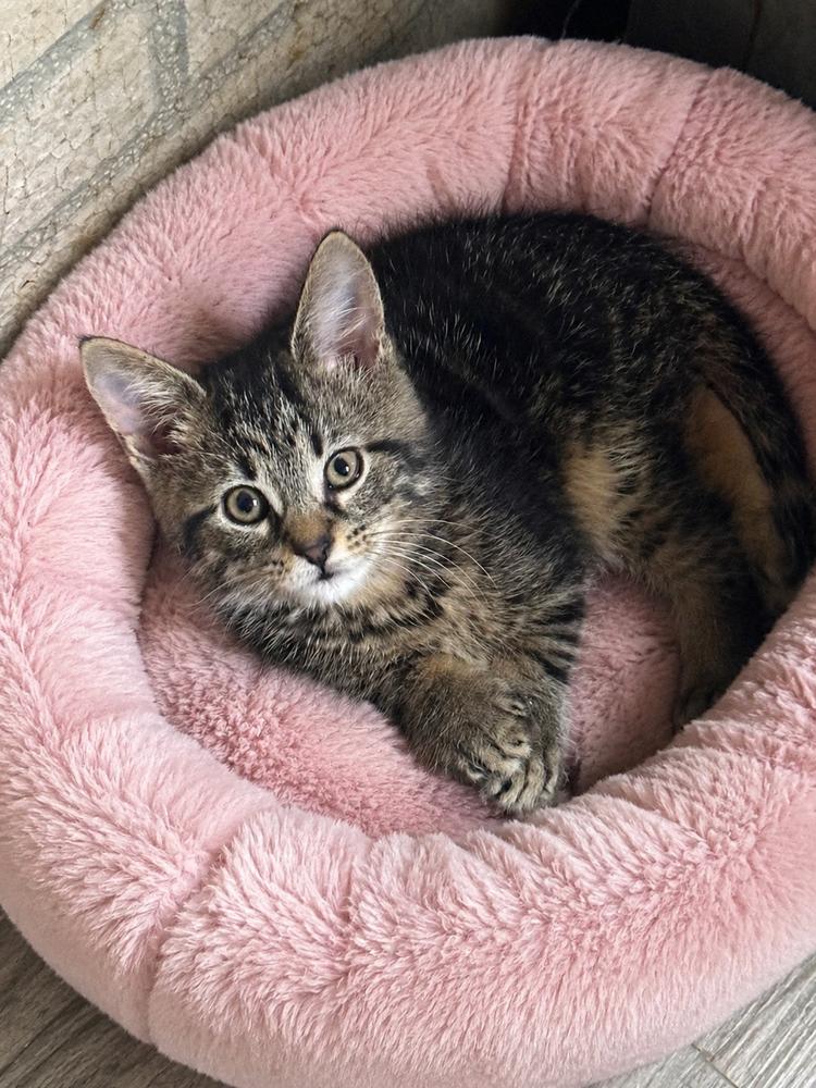 Trashlie, Adoptable, Kitten Female Domestic Short Hair.