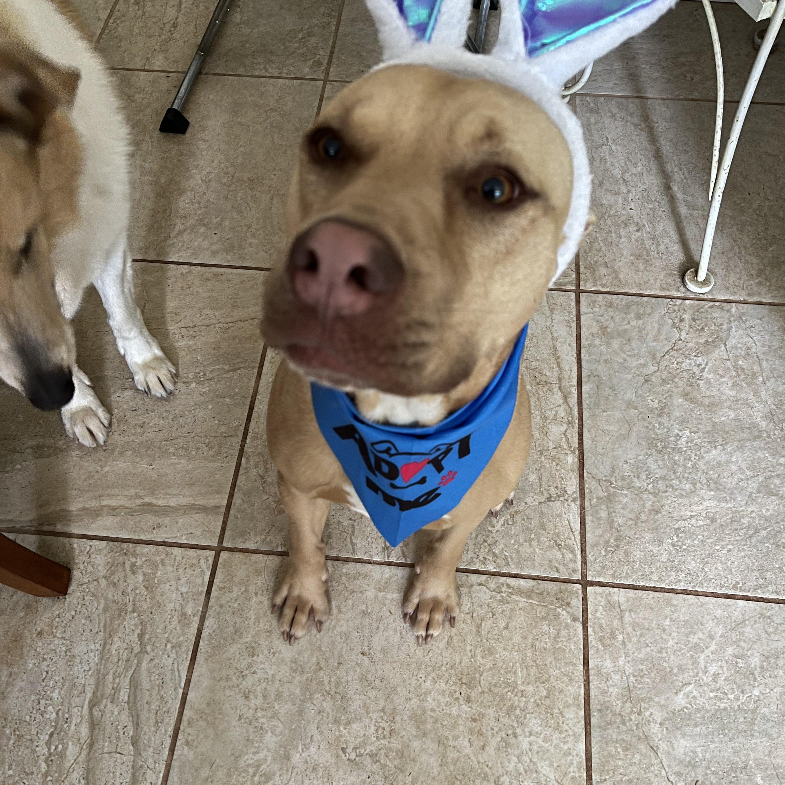 Anton aka Tawny, a Adoptable mixed breed in Cumming, GA image 3/5